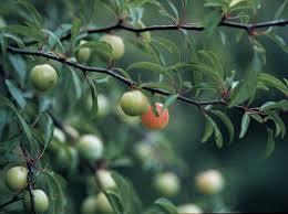 Now it's time to think about what tree will replace the lagustrum up against the house: Plants Of Louisiana