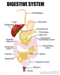 Sigmoid Diverticulosis Is A Digestive Disease In Which Small Pouches Form On The Wall Of The Sigmoid Colon The E Digestive System Digestive Health Health Quiz