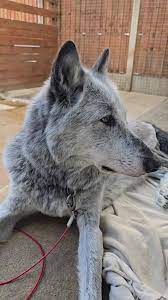 Dog's Morning Antics: Annoying the Others for Attention 🖤🐾🫶 | TikTok