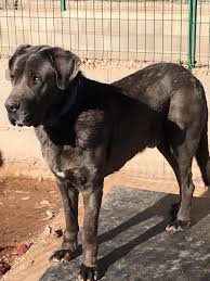 Le mâtin de naples est un molosse à l'origine très ancienne qui manifeste une irrésistible joie de vivre. Adoption De Turron Grand Chien Matin De Naples Region Languedoc Roussillon