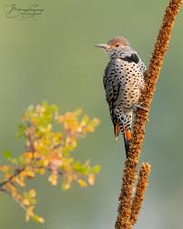 City of timmins northeastern ontario canada. Juvenile Northern Flicker Fm Forums