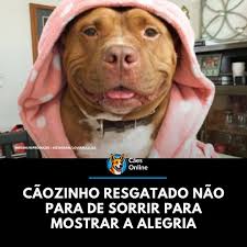 A história emocionante de Bella e Sadie, duas cachorras da raça labrador  retriever, aconteceu em Jacksonville, na Flórida, e mostrou o poder da  lealdade canina. A tutora, Maureen Hatcher, sofreu um AVC