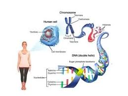 Dna Chromosomes And Genes Teachertube In 2020 Dna And Genes Dna Chromosome