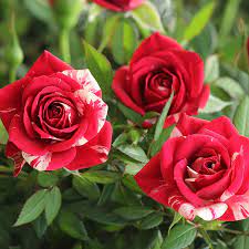 Miniature roses are often marketed and sold by the floral industry as houseplants, but it is important miniature garden roses only grow in the summer. Parade Roses Colors Care Rose Indoor Flowers Flowers