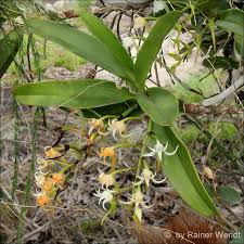 Image result for Cyrtorchis neglecta