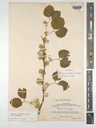 Image result for Balanites maughamii