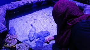The management is not responsible for any accident or injury to the guests and damage or loss of belongings. 18 Tarikan Menarik Di The Shore Oceanarium Dan Vrar Interactive Park Melaka Sunah Suka Sakura