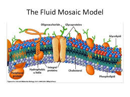 Carbohydrates 3 The Fluid Mosaic Model Cell Membrane Plasma Membrane Carbohydrates Biology