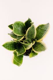 Image result for Tristachya superba