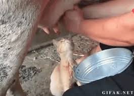 Share a gif and browse these related gif searches. Cat Drinking Milk Directly Form A Cow Gif On Imgur