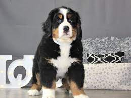 We did not find results for: Bernese Mountain Dog Puppies Petland Carriage Place