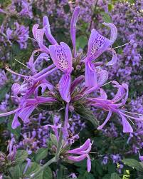 Image result for Hypoestes sp. aff. aristata B