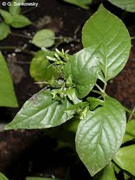 Image result for Asystasia glandulosa