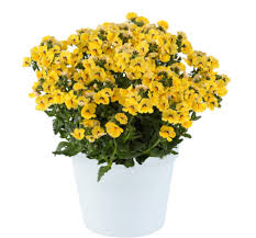 Image result for Nesaea rautanenii