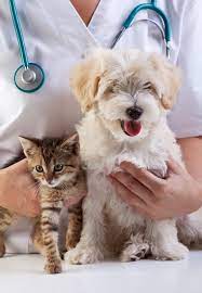 Birchwood veterinary clinic offers proactive health and wellness care for your dogs and cats. Happy Pets Mobile Veterinarian Tampa Fl