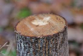 Because roundup is not specifically designed for battling trees and brush, using it as a stump killer requires more effort. Dealing With Tree Stumps And Unwanted Saplings Garden World