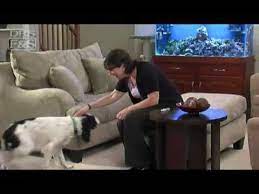 Dog Healthcare How To Give Your Dog Pills Or Liquid Dog Medication Drsfostersmith Com Http Www 7tv Net Dog Health Medication For Dogs Your Dog Dog Pills