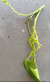 If you notice circular spots on the leaves of your night blooming jasmine, leaf spot could be the culprit. Night Blooming Jasmine Cestrum Nocturnum Leaves Are Being Eatin By Something Gardening Landscaping Stack Exchange