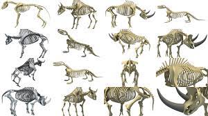 Wild Skeleton Pack 3d Model Collection 3d Model Model Wild