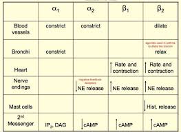 describe the types of alpha and beta receptors adrenergic