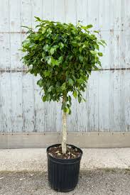 Image result for Ficus