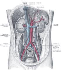Blood vessels (labeled) coloring page. Hepatic Veins Wikiwand