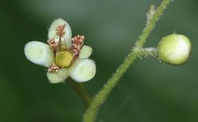 Image result for Tetracera boiviniana