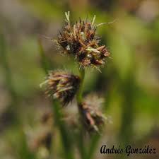 Image result for Scleria distans