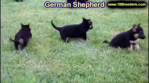 German shepherd puppies are often listed as one of the most popular puppy breeds in the united states. German Shepherd Puppies Dogs For Sale In Birmingham Alabama Al 19breeders Huntsville Dothan Youtube