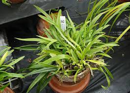 Image result for Angraecopsis parva