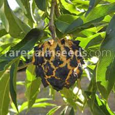 Image result for Diplolophium africanum