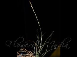 Image result for Tripogon