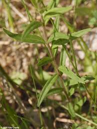 Image result for Nesaea polycephala