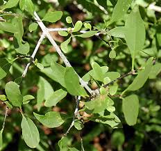 Image result for Alectra pubescens
