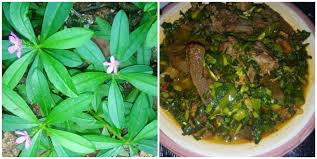 We did not find results for: Side Effects Health Benefits Of Waterleaf Soup Juice Waterleaf And Fertility Nigerian Health Blog