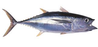 yellowfin tuna fish identification information