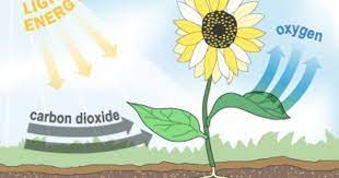 A Simple Diagram Of Photosynthesis Photosynthesis Photosynthesis Lessons Science Lessons Middle School