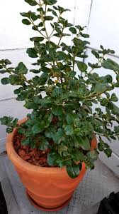 Image result for Senecio aetfatensis