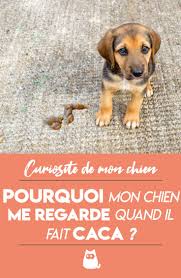 Epingle Sur Chiens Droles Et Chiots Mignons