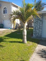 Image result for Hyophorbe verschaffeltii