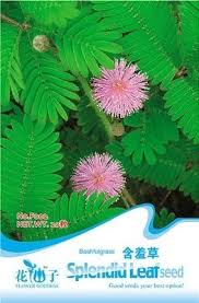 Sensitive Plant Flowers And Plants Of The Four Seasons Of Https Www Amazon Ca Dp B01n252rdw Ref Cm Sw R Pi Dp U X Mym Flower Seeds Plants Planting Flowers