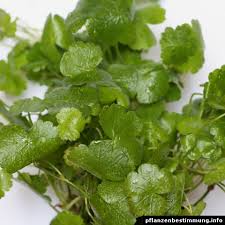 Image result for Hydrocotyle sibthorpioides