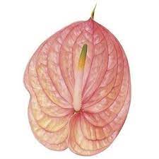 Anrhurium Nunzia Are A Salmon Pink Variety As With All Tropical Flowers Anthuriums Prefer The Warm So Do Not Refrig Anthurium April Flowers Wholesale Flowers