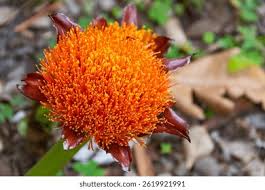 Image result for Scadoxus puniceus