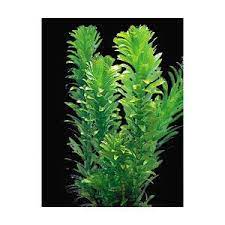 Anacharis Live Plants Petsmart Freshwater Aquarium Plants Aquatic Plants Live Aquarium Plants
