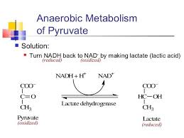 Pin By Haydee Watson On Metabolismo Photosynthesis And Cellular Respiration Biochemistry Metabolism