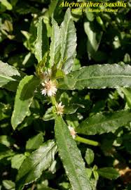 Image result for Alternanthera sessilis