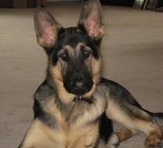 German Shepherd Dog Breed Pictures 7 Group of 20+ wallpapers and images. german shepherd dog breed pictures 7
