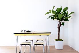 Grand Lyrata Canopee Arbre Interieur Figuier Lyre Canopee