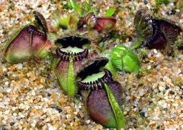 Growing Cephalotus Follicularis Icps Carnivorous Plants Carnivorous Plants